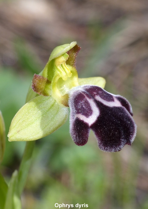 Andalusia: le orchidee e Grandi Pietre  marzo-aprile 2023.